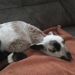 Say hi to Dandelion
